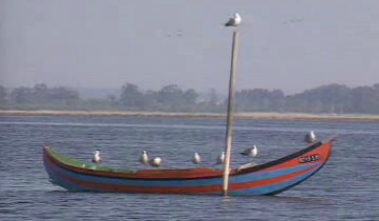 Poluição na Ria de Aveiro – Parte I