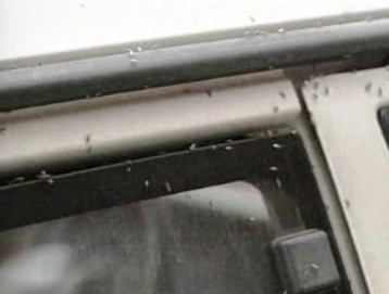 Praga de mosquitos no Porto