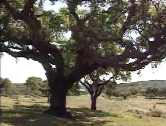 Estado dos sobreiros