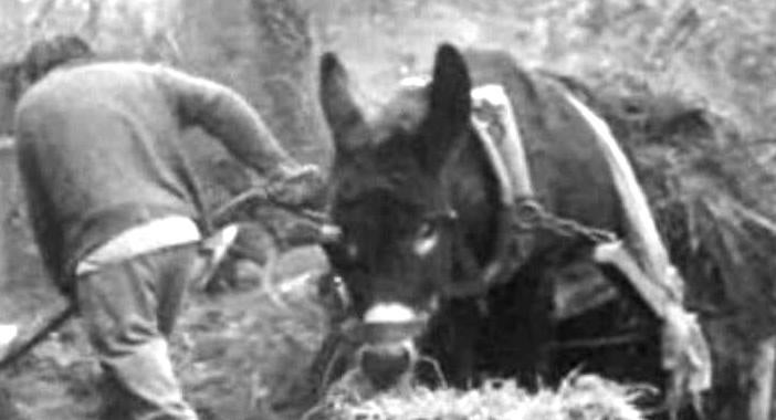 Ritual para Viver – Parte II