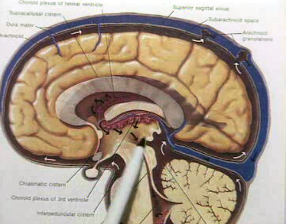 Crónica Portuguesa: Amnésia em Portugal