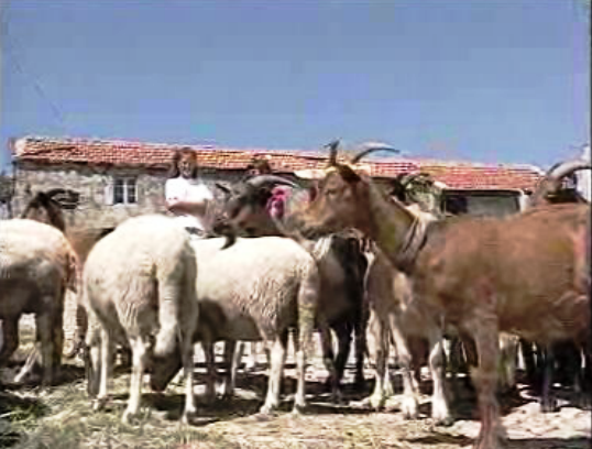 Campanha de rastreio da brucelose nas aldeias de Viseu