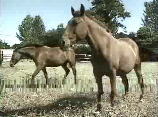 Exportação de cavalos lusitanos