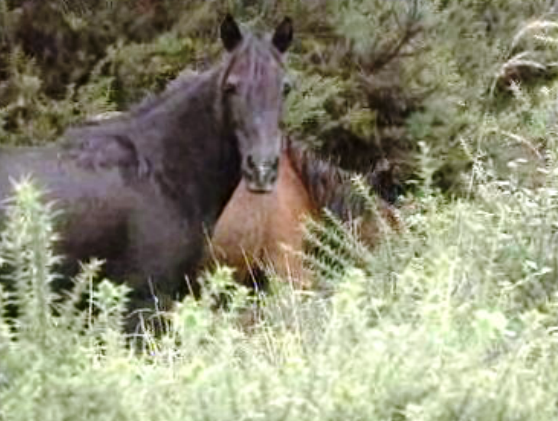 Captura de cavalos selvagens
