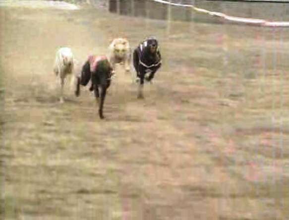 Encontro de caçadores