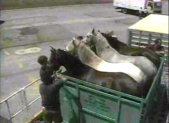 Cavalos lusitanos para o México