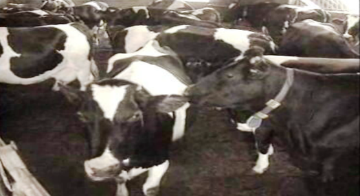 Proibida importação de gado bovino de Inglaterra