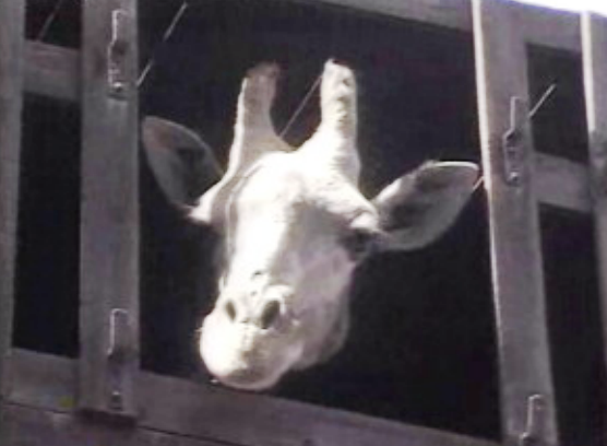 Nova girafa no Zoo de Lisboa