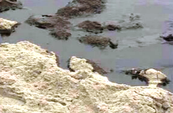 Maré negra em Leixões