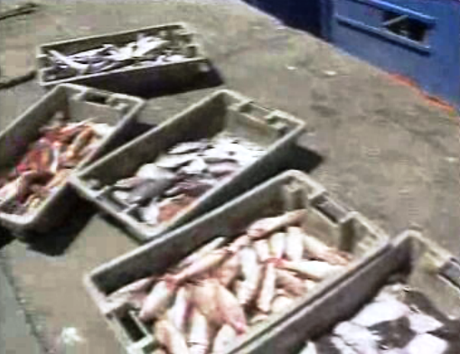 Especulação no preço do peixe