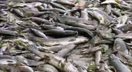 Peixes mortos no Rio Vouga