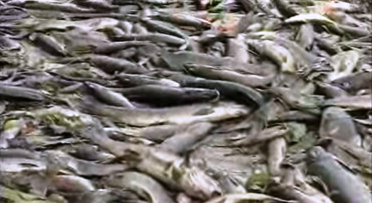 Peixes mortos no Rio Vouga