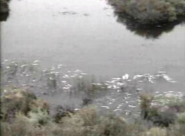 Poluição mata peixes