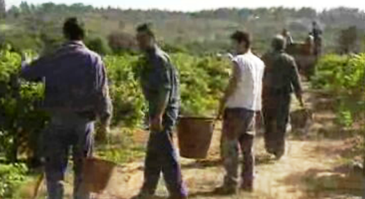 Reclusos agricultores na prisão de Alcoentre