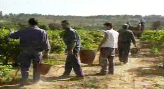 Reclusos agricultores na prisão de Alcoentre