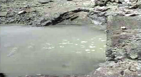 Caso de morte dos viveiros de ameijoa na Ria Formosa