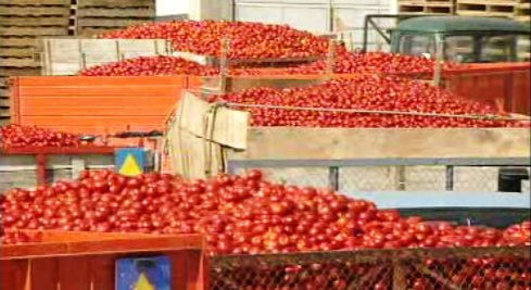 Produtores contra a importação de tomate