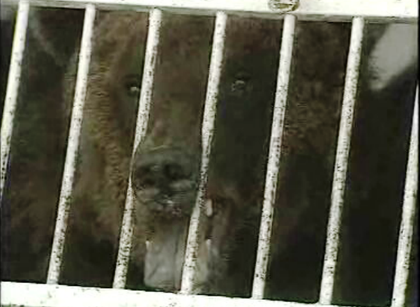 Incidente com um urso de circo