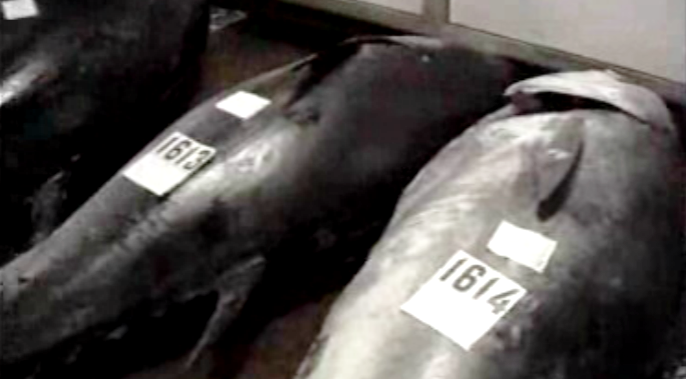 Atuns gigantes em Sesimbra