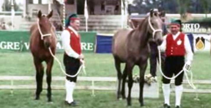 2º Concurso Internacional do Cavalo Lusitano