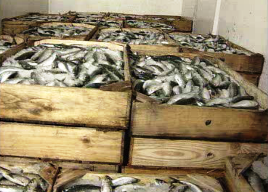 Fiscalização ao carapau espanhol