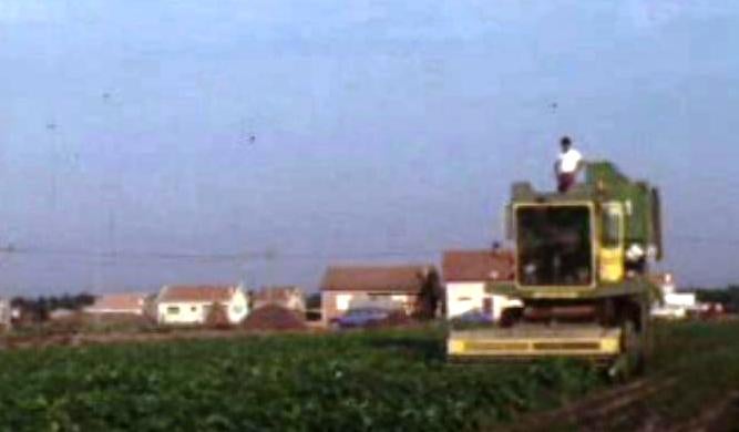 Otimização da Produção de Hortofrutícolas para a Indústria de Congelação – III