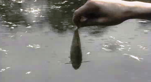 Poluição no rio Mondego