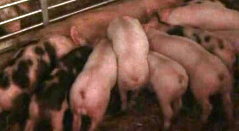 Feira do Porco – I