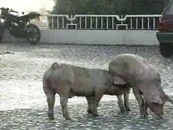Despiste de camião de suínos na Via Norte