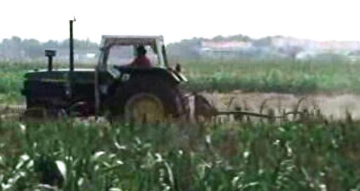 Cultura do Sorgo em Portugal – II