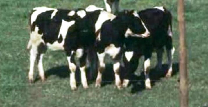 Feira Nacional do Bovino Leiteiro – II