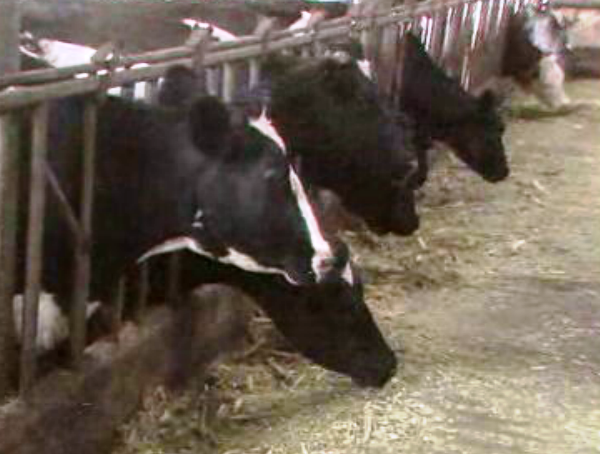 Produtores de leite acusam Governo