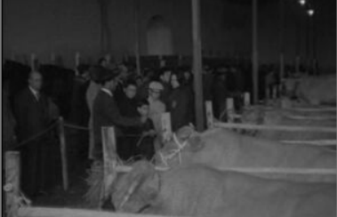 VI Feira de Reprodutores em Évora