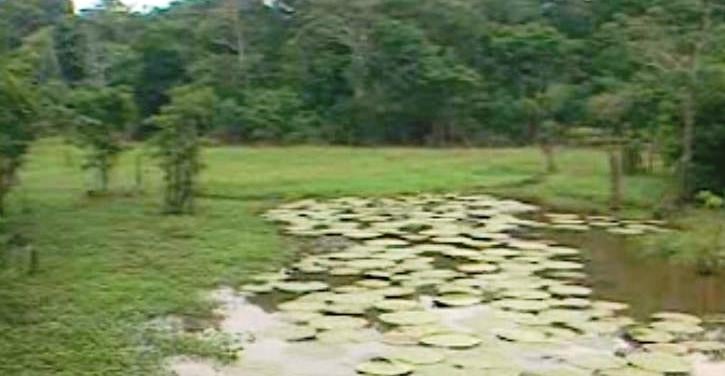 As Lágrimas Amargas da Amazónia – Parte II