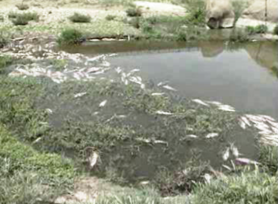 Peixes mortos na barragem do Maranhão