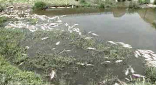 Peixes mortos na barragem do Maranhão