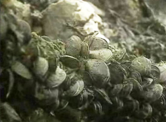 Interdição da apanha de bivalves