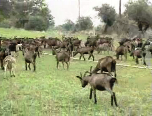 Casos de brucelose em Portugal