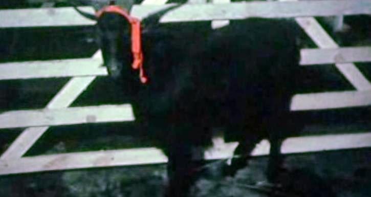 Ovinocultura e a Caprinocultura em Castelo Branco