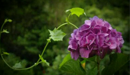 José Rentes de Carvalho