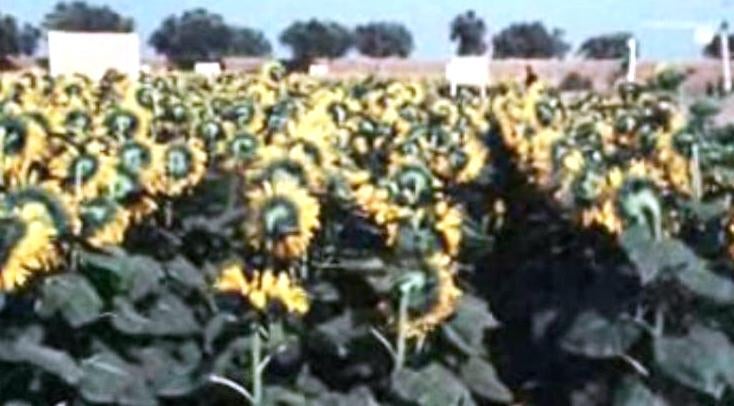 Cultura do Girassol – II