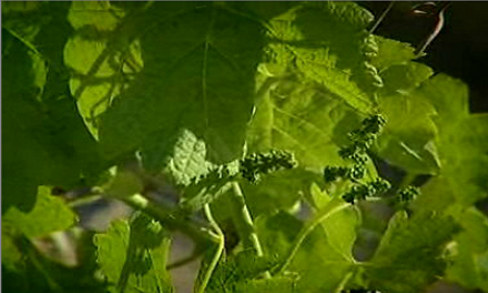 Vinhos da Península de Setúbal