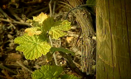 Região do Douro e das Beiras