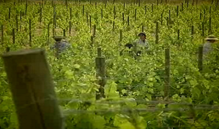 Vinhos e paisagens Ribatejanas