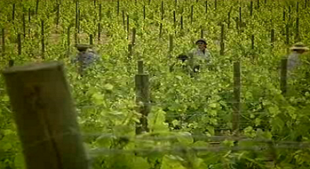 Vinhos e paisagens Ribatejanas