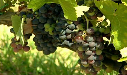 Vinhos da Região do Ribatejo