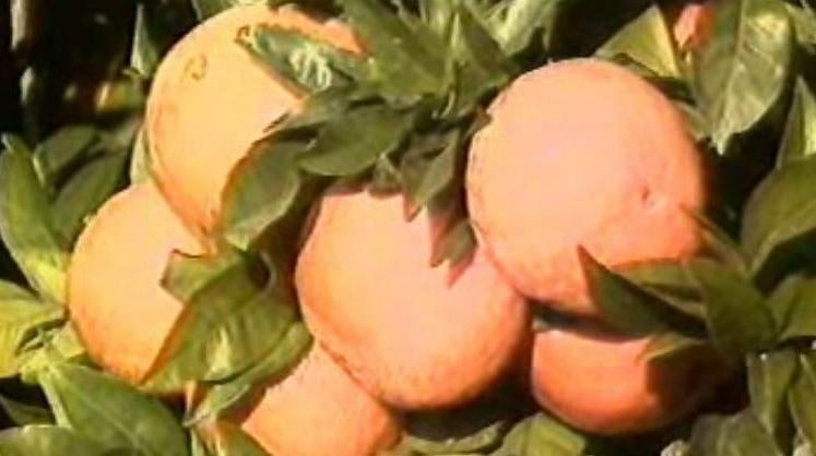 Comercialização e Competição dos Citrinos Portugueses no Mercado Externo