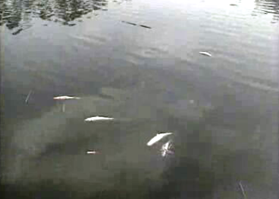 Poluição no Rio Vouga