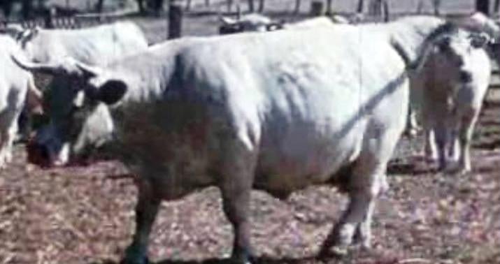 I Congresso de Agricultura Alentejana – III