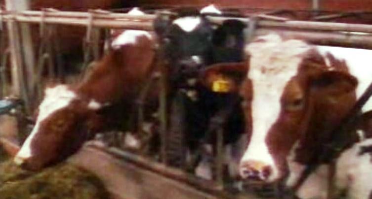 Cooperativas Agrícolas